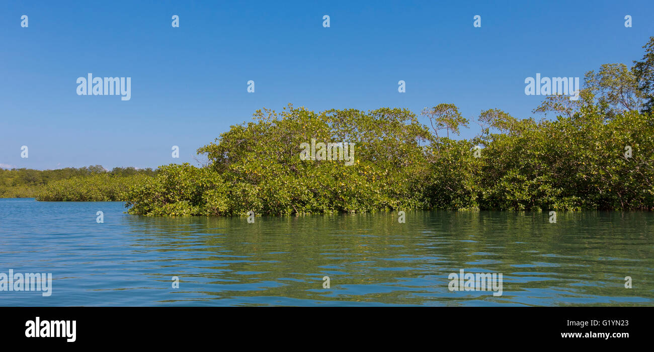 Penisola di OSA, COSTA RICA - il fiume e la palude di mangrovie. Foto Stock