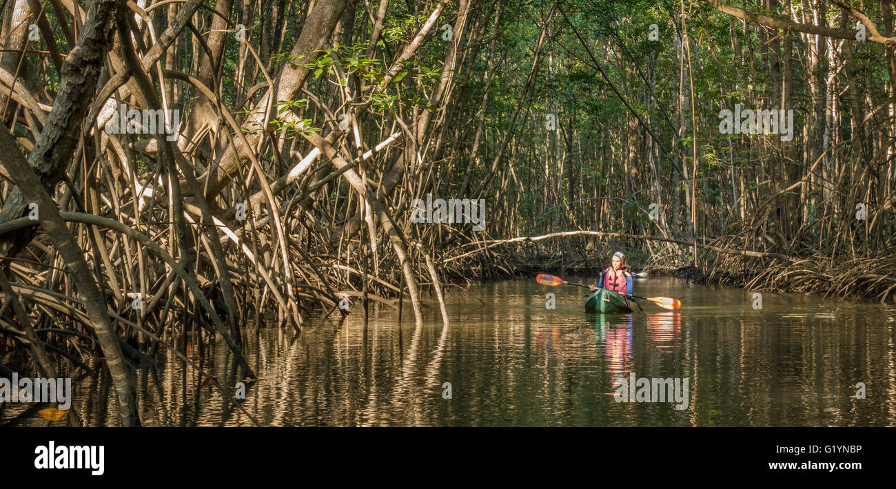 Penisola di OSA, COSTA RICA - Guida di donna in kayak pagaie attraverso la palude di mangrovie. Foto Stock