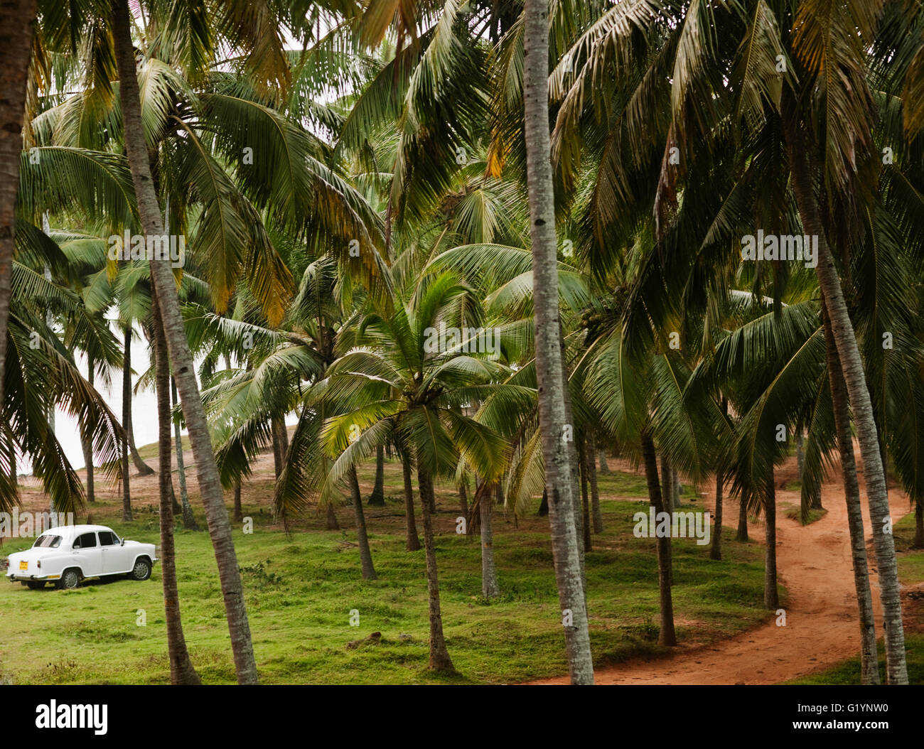 Un Ambasciatore parcheggiato sotto le palme sulla spiaggia di Varkala Kerala, India del Sud. Foto Stock