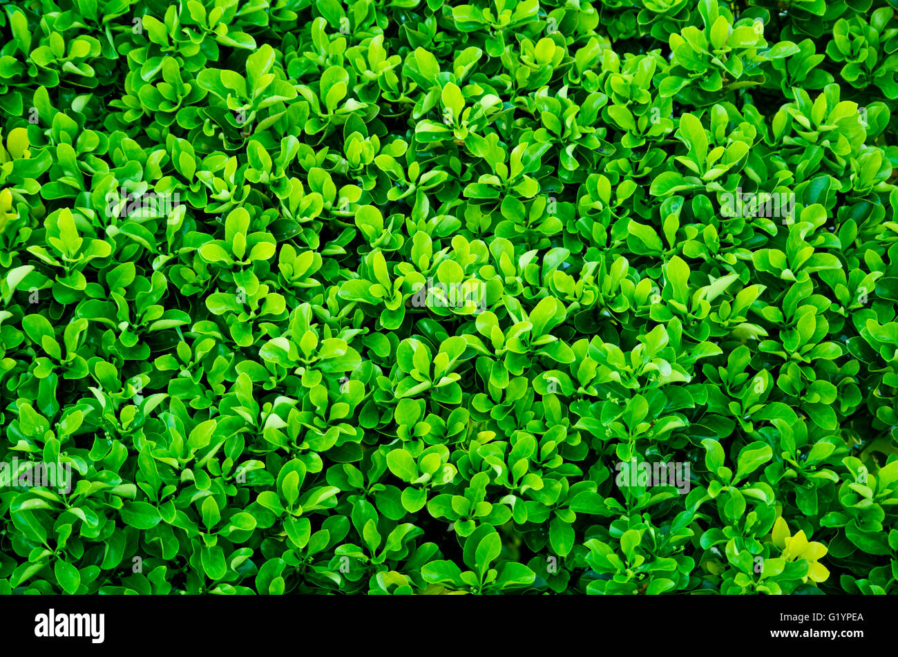 Lussureggiante siepe di pianta sempreverde con proprietà funzione di separazione lussureggiante siepe di pianta sempreverde con proprietà functio di separazione Foto Stock