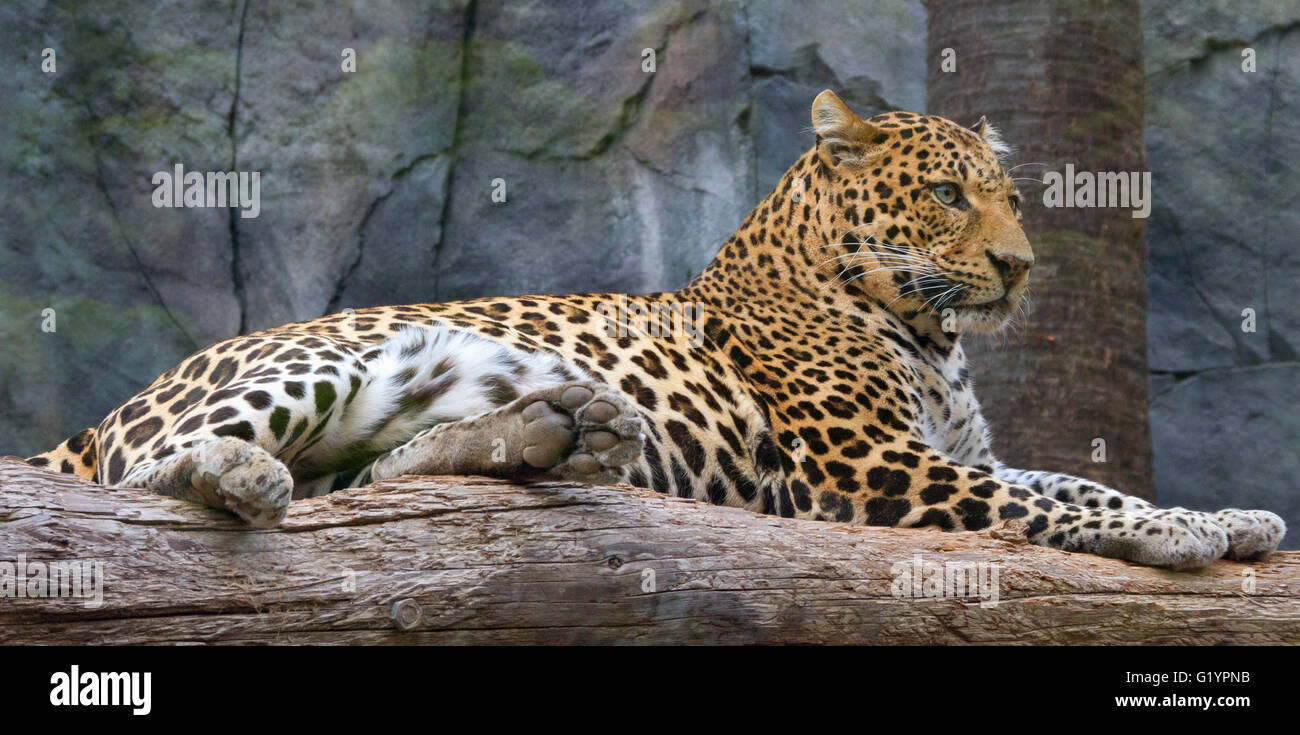 La vita di leopard in cattività. Foto Stock