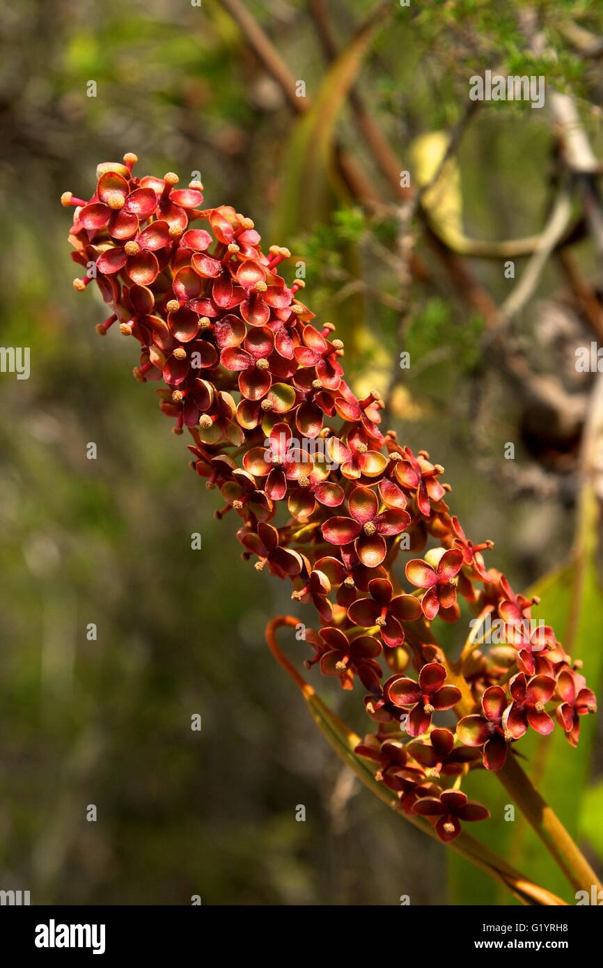 Fiore di pianta di caraffa. Sarawak, Borneo, Malesia orientale. Foto Stock