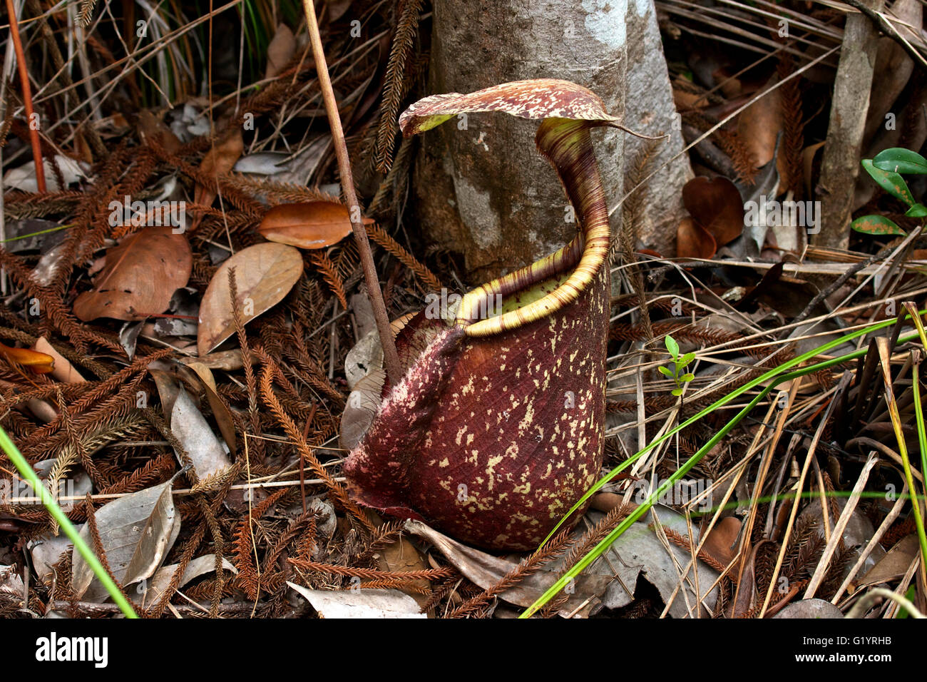 La pianta di caraffa macinata. Sarawak, Borneo, Malesia orientale. Foto Stock