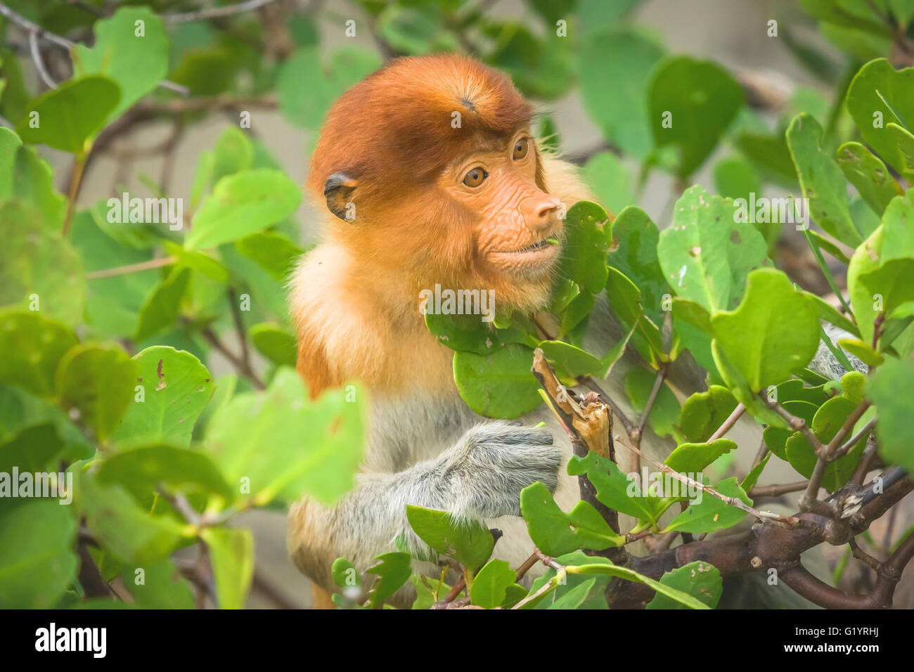 Proboscis Monkey. Parco Nazionale di Bako. Sarawak, Borneo, Malesia. Foto Stock