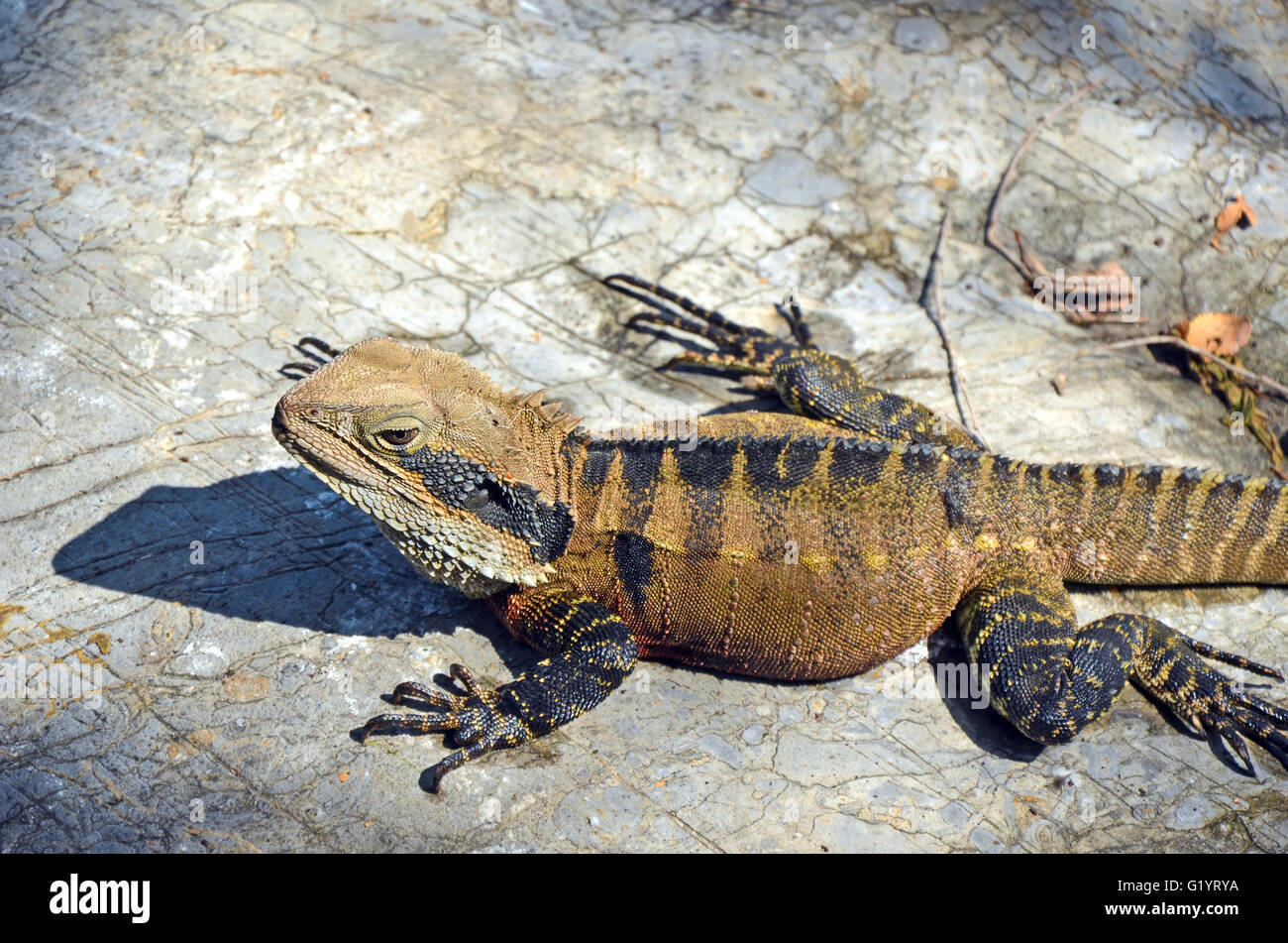 Australia orientale Drago acqua ensoleillement stesso su di una roccia Foto Stock