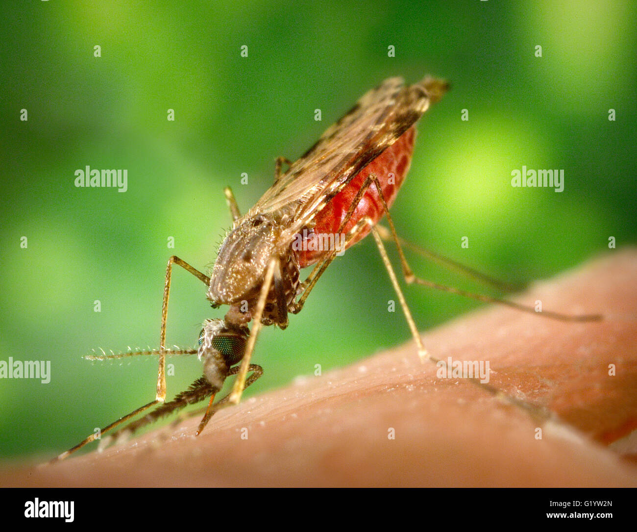 Alimentazione di zanzara. Close up di una femmina di Anopheles albimanus zanzara, un noto vettore della malaria. Foto Stock
