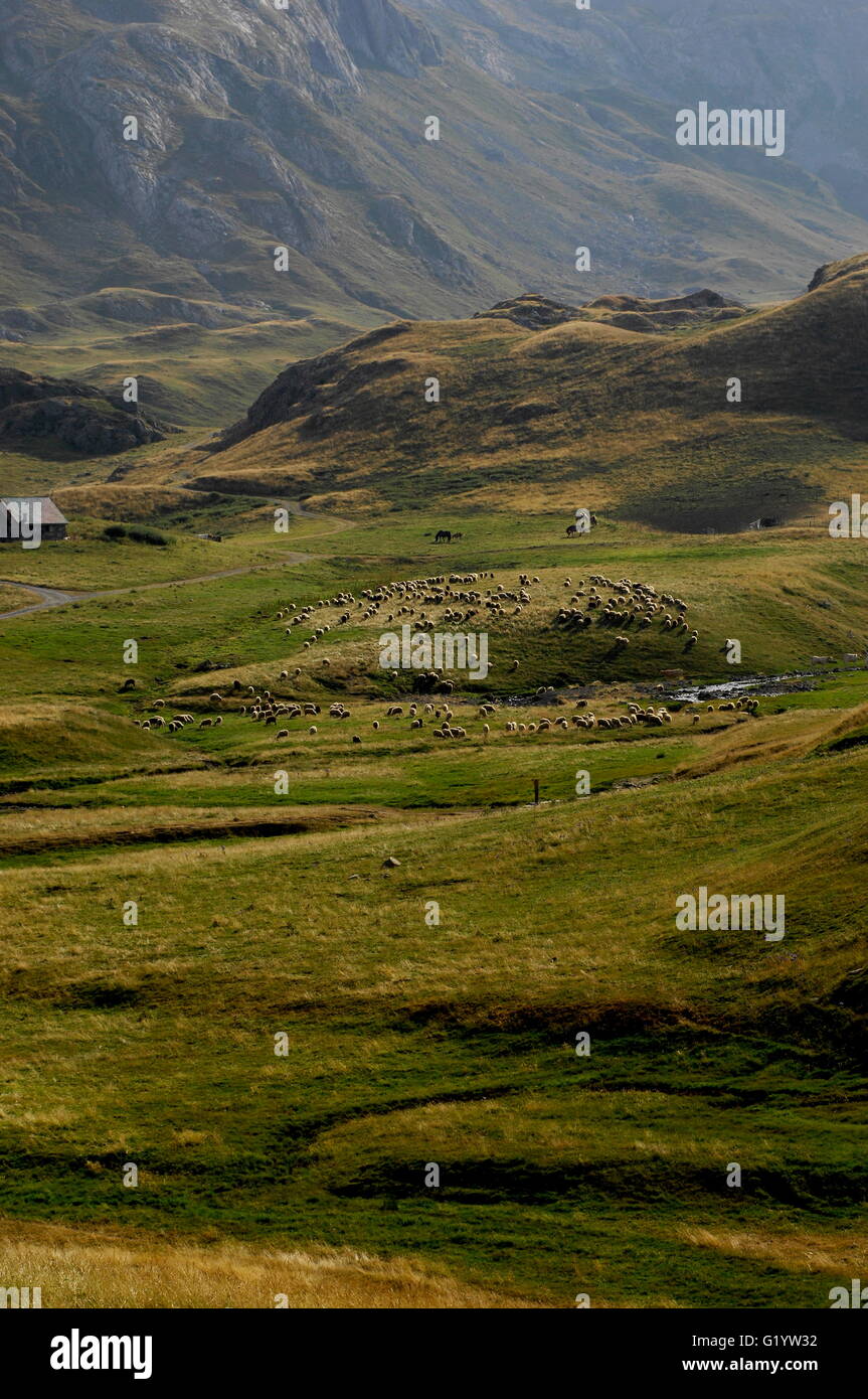 AJAXNETPHOTO. 2015. PYRÉNÉES, Francia. - La gamma della montagna - pascolo di ovini nell'ombra del COL DU POURTALET VICINO AL CONFINE TRA LA FRANCIA E LA SPAGNA. Foto:JONATHAN EASTLAND/AJAX REF:D152307 5778 Foto Stock