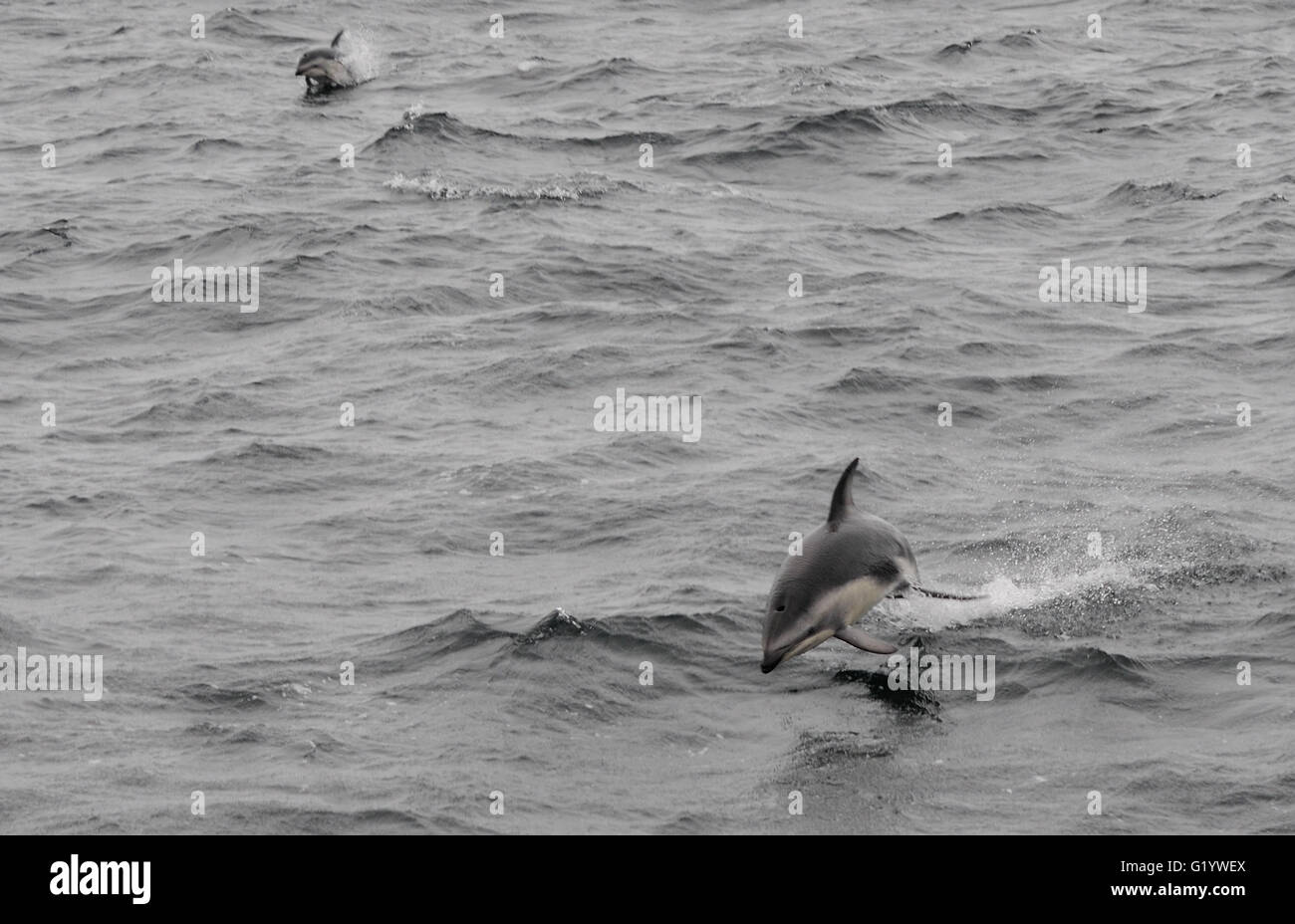Dusky delfini (Lagenorhynchus obscurus) saltando da mare. Passaggio di Drake, Sud dell'Oceano Atlantico. Foto Stock