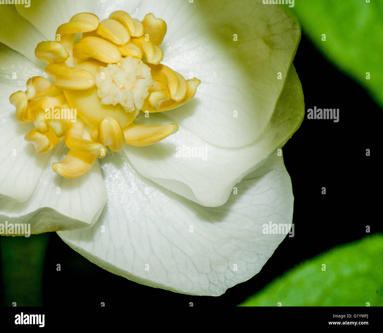 Una macro closeup colpo di un fiore Mayapple Foto Stock