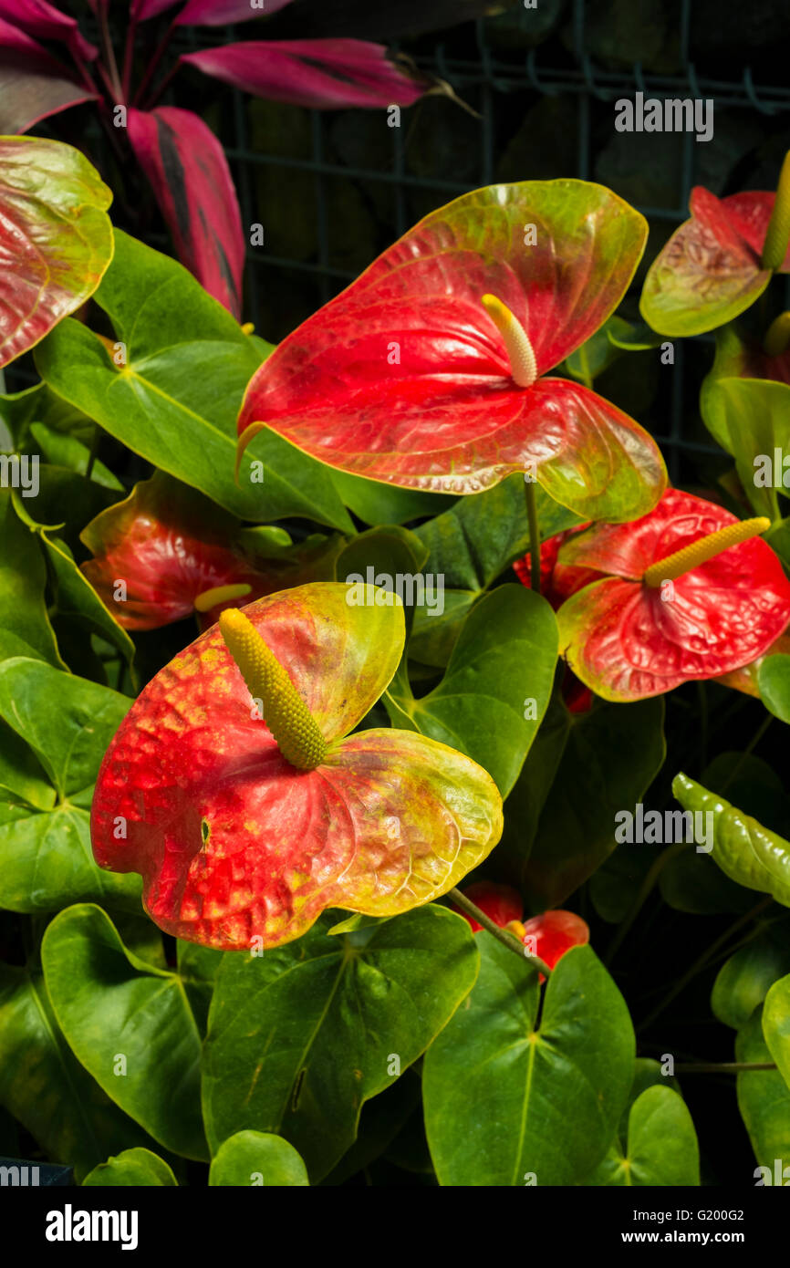 Anthurium andraeanum Foto Stock