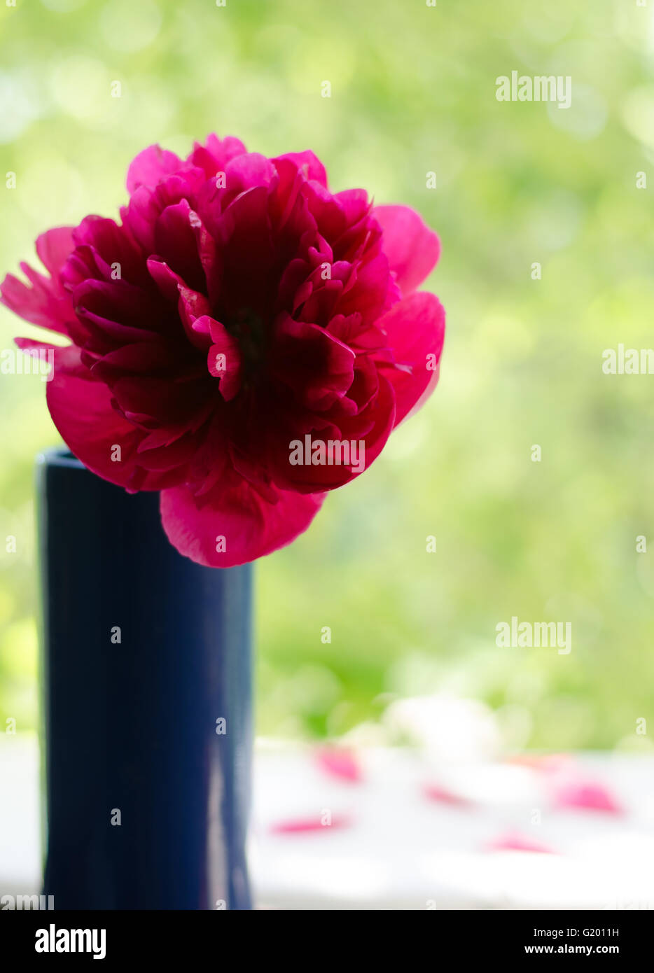 Fiori di Primavera in vaso su sfondo bianco Foto Stock