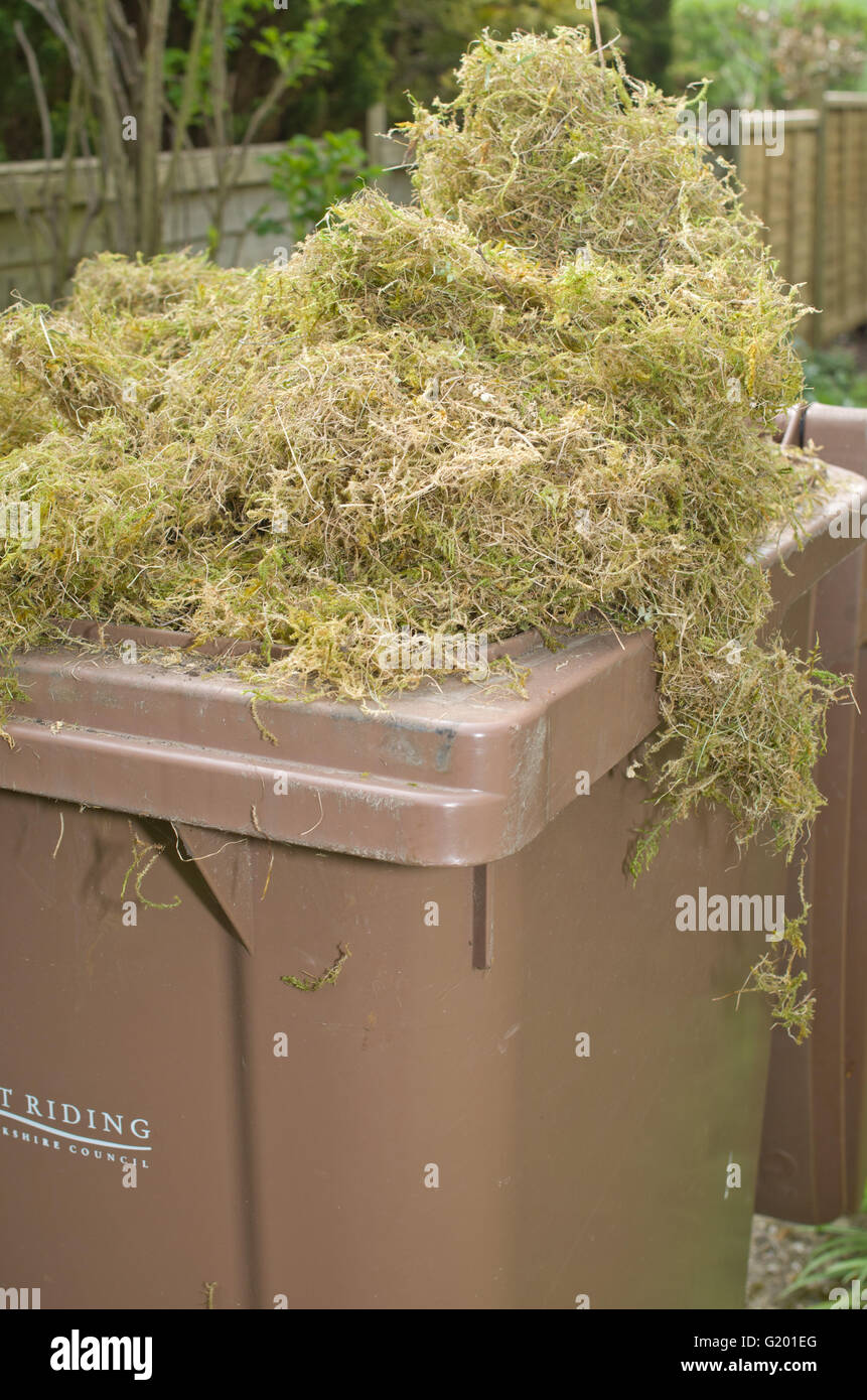 Riempito troppo marrone rifiuti giardino wheely bin Regno Unito Foto Stock