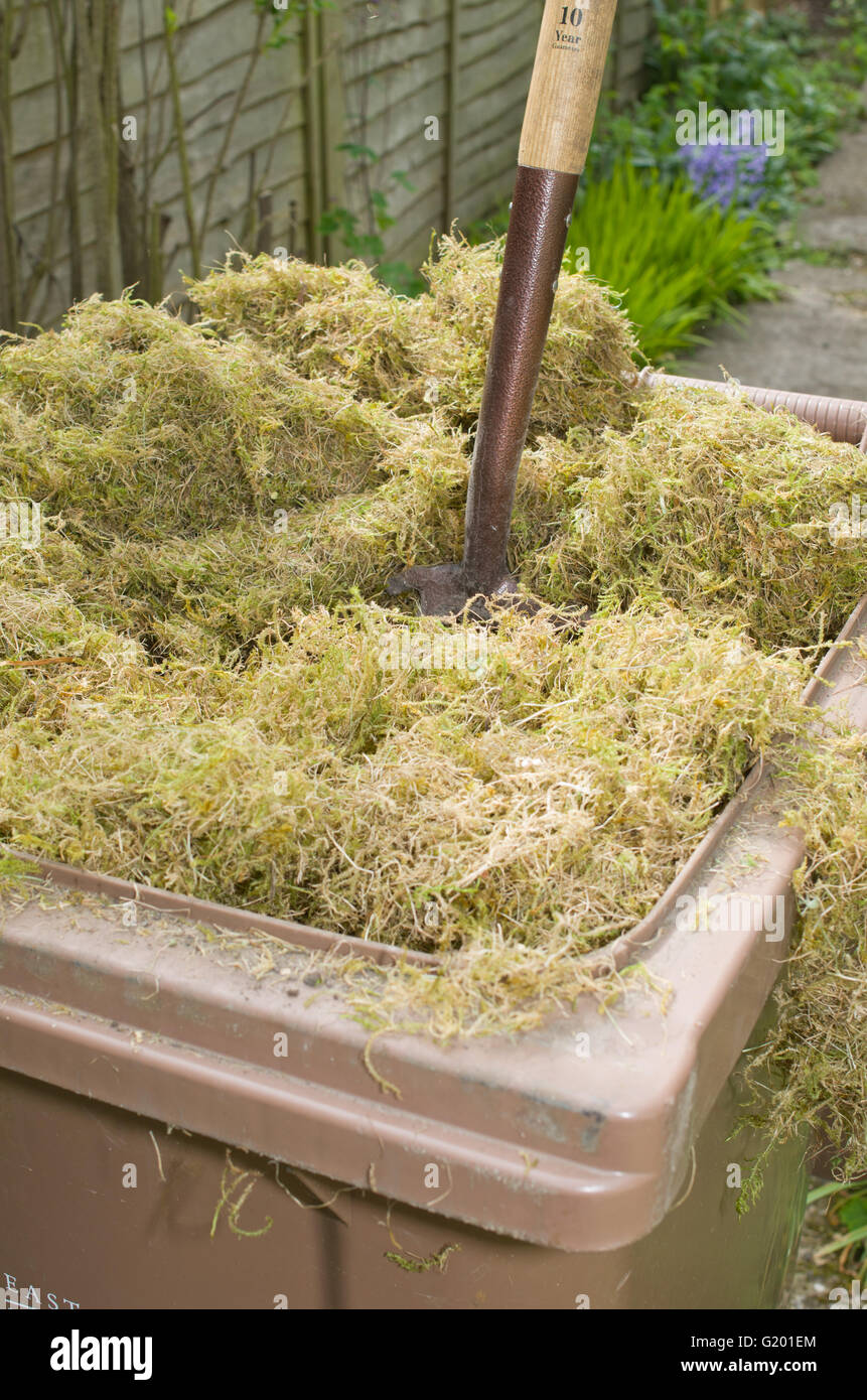 Riempito troppo marrone rifiuti giardino wheely bin Regno Unito Foto Stock