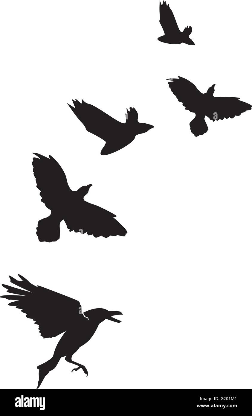 Stormo di corvi corvi Illustrazione Vettoriale