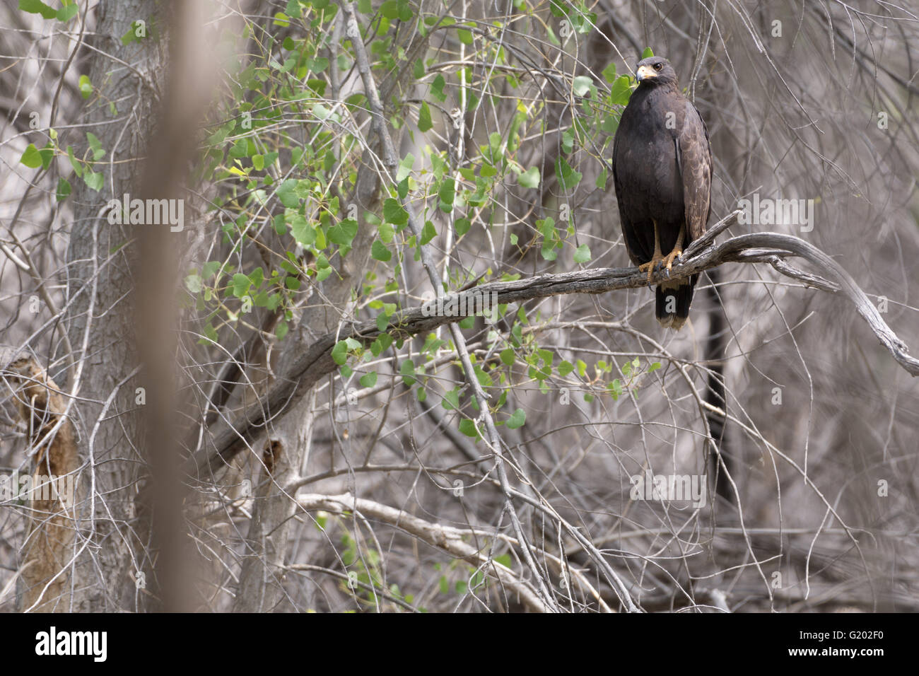 Comune di Black Hawk, (Buteogallus anthracinus), Bosque del Apache National Wildlife Refuge, nuovo Messico, Stati Uniti d'America. Foto Stock