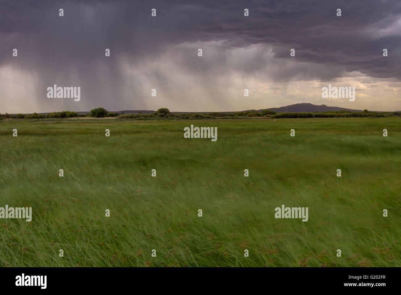 Giunchi al vento durante una tempesta. Bosque del Apache National Wildlife Refuge, nuovo Messico, Stati Uniti d'America. Foto Stock