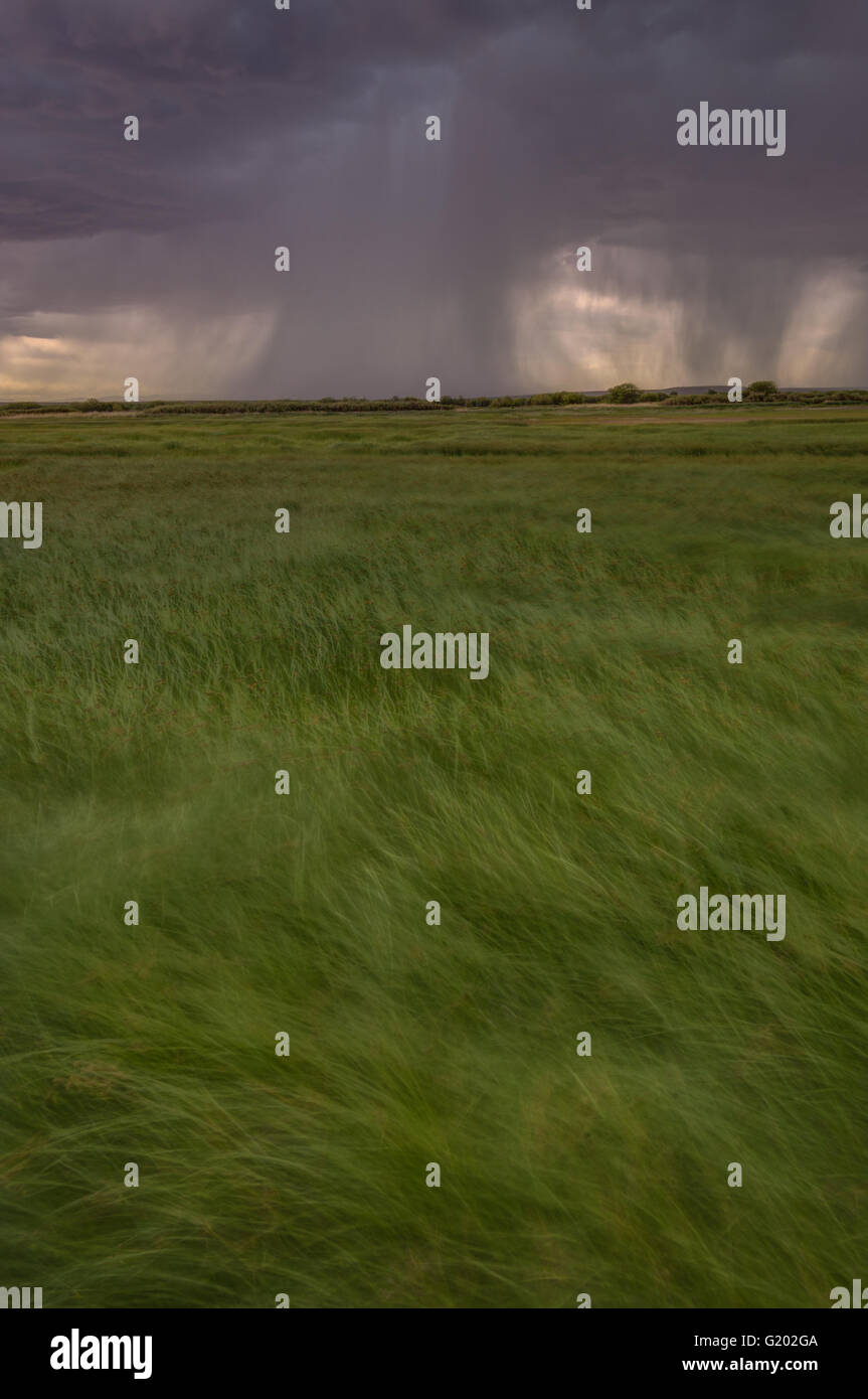 Giunchi al vento durante una tempesta. Bosque del Apache National Wildlife Refuge, nuovo Messico, Stati Uniti d'America. Foto Stock