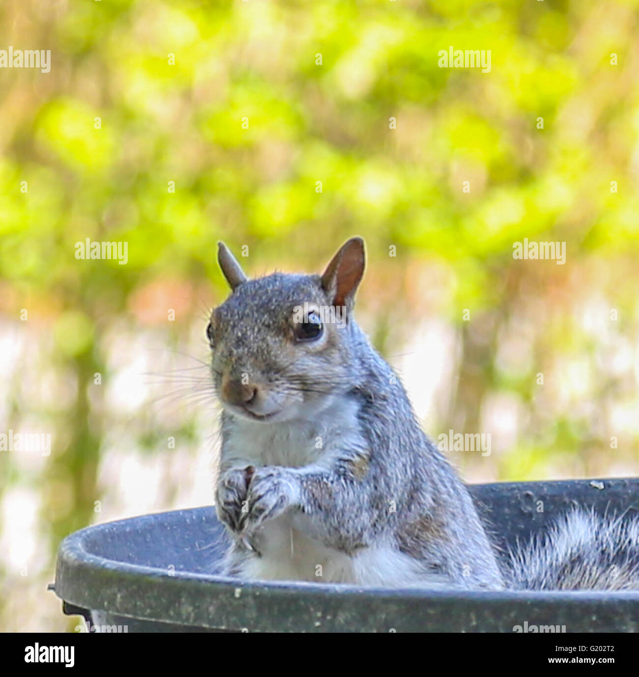 Scoiattolo selvatico in una ciotola di gomma con uno sfondo verde Foto Stock
