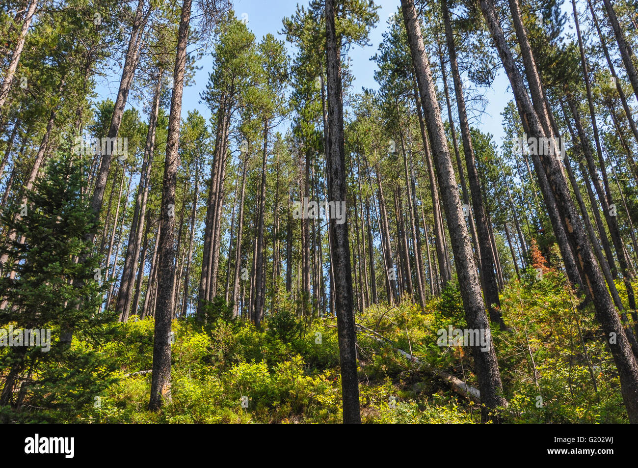 Tall stand dei sempreverdi in una foresta in Wyoming Foto Stock