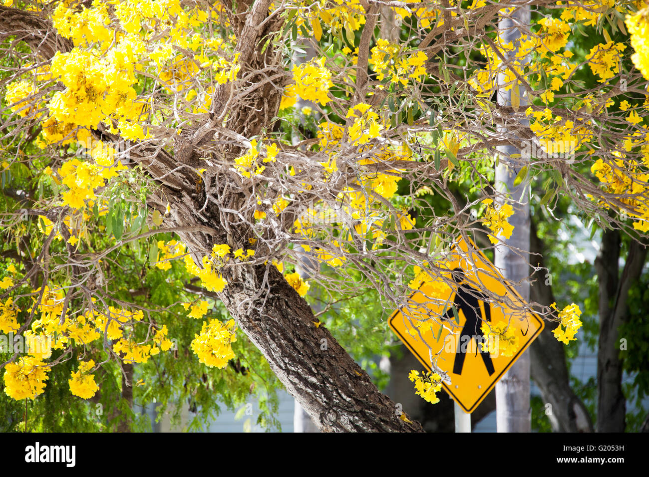 Di colore giallo brillante fiore di giallo di un segno di traffico in uno sfondo (Key West, Florida). Foto Stock