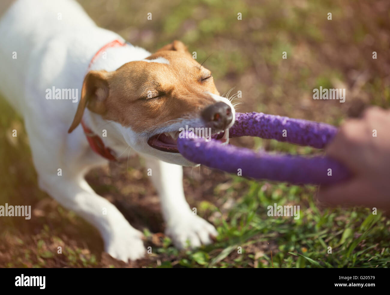 Proprietario giocando con il piccolo Jack Russell con cucciolo giocattolo estrattore a denti. La posizione è green park. Carino piccolo cane domestico, un buon amico di famiglia e bambini. Gentile e giocoso razza canina Foto Stock