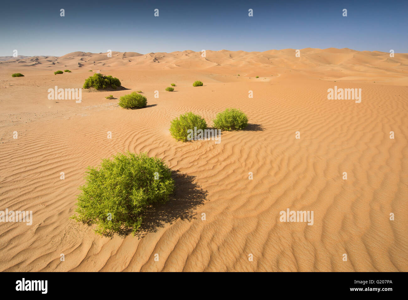 Liwa desert, Abu Dhabi, Emirati Arabi Uniti Foto Stock