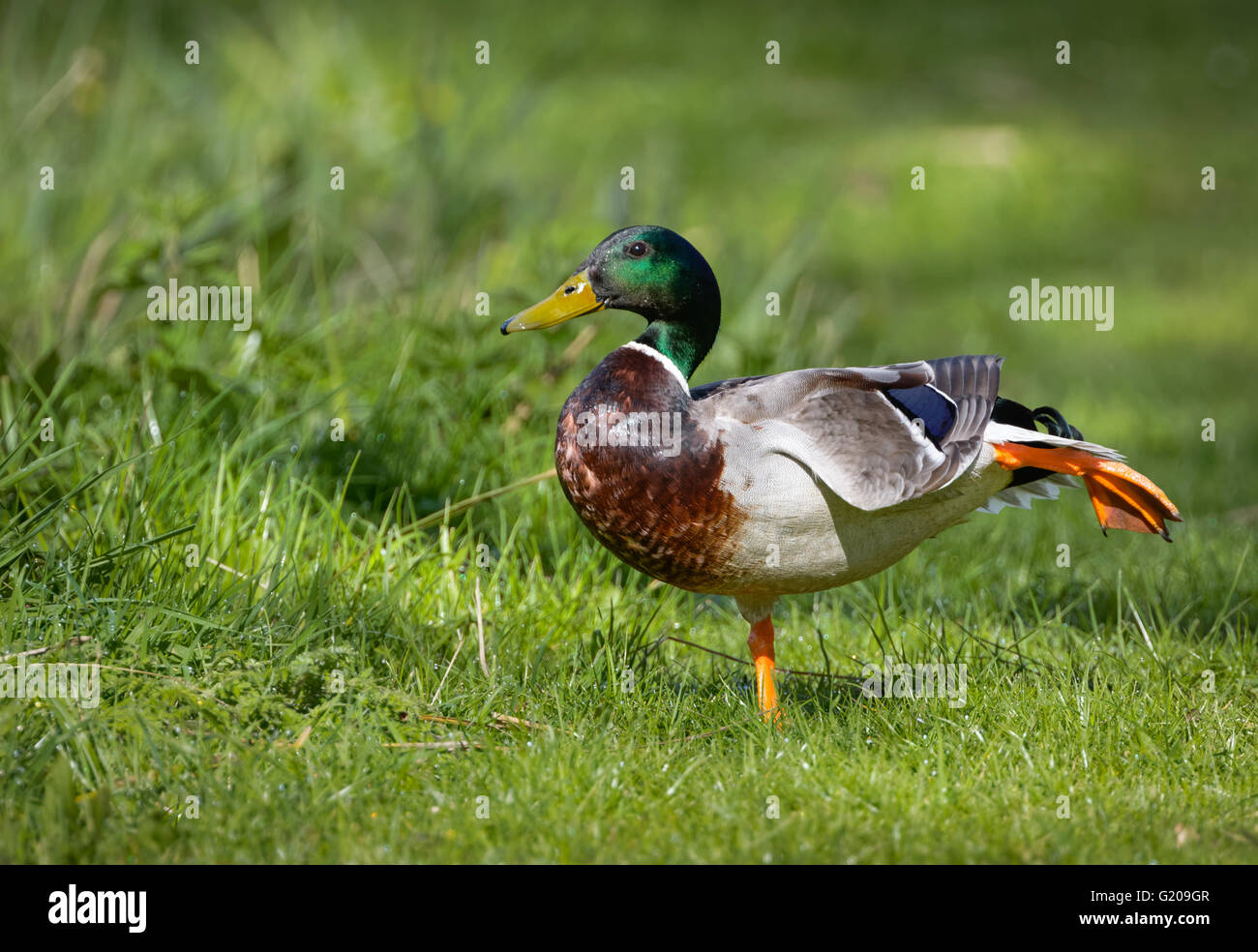 Maschio di Mallard duck pratica di balletto e stare in piedi su una gamba sola, stretching. Foto Stock