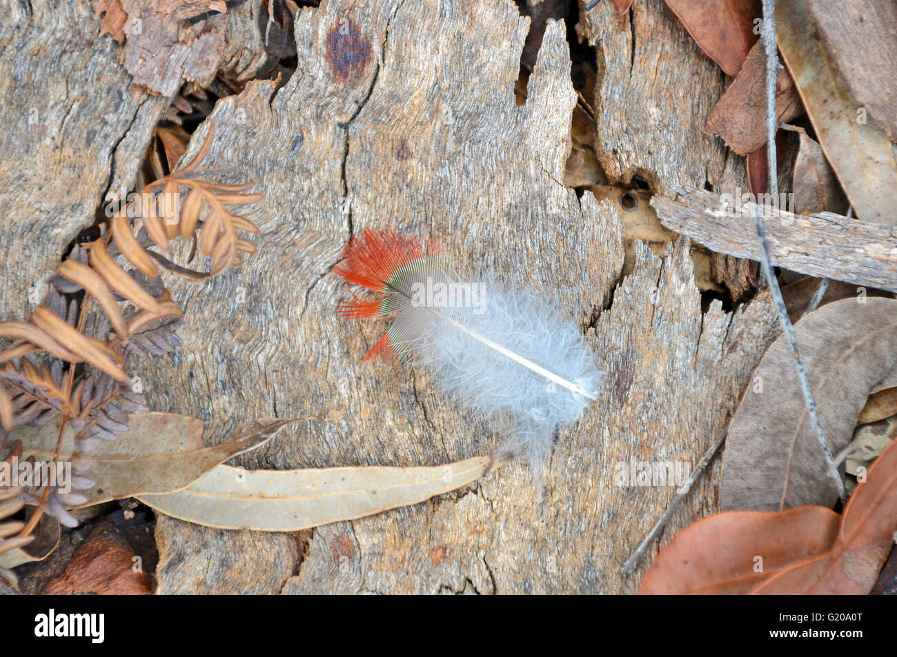 Gli elementi della natura - la piuma, corteccia e foglie Foto Stock