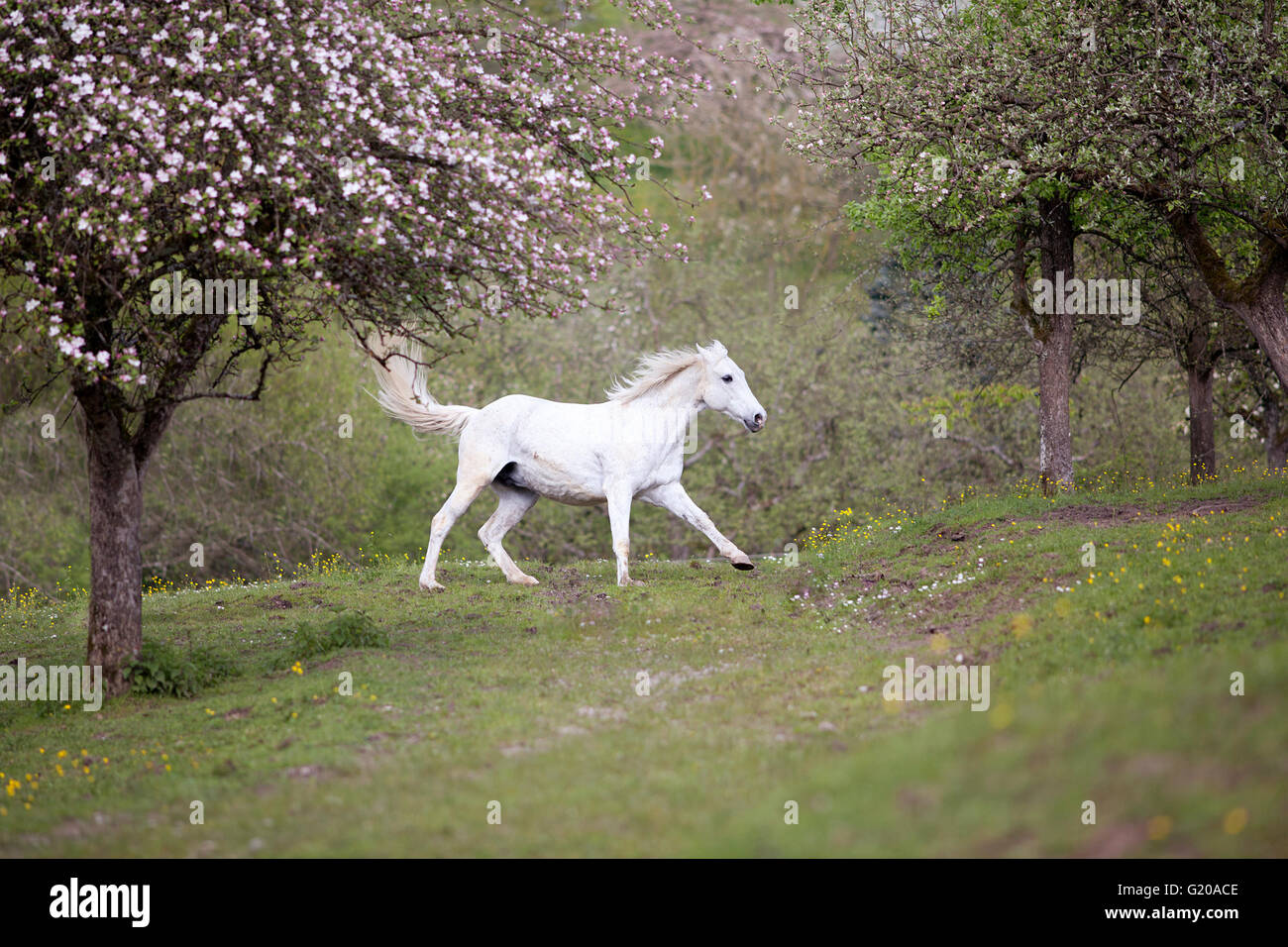 White Horse correre libero tra fiori e alberi in fiore Foto Stock