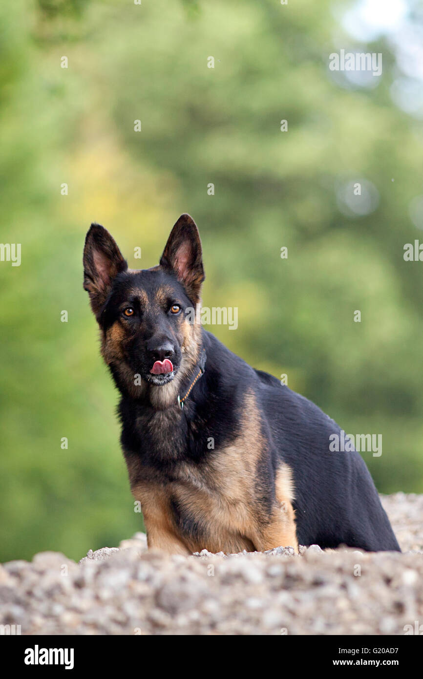 Il cane tedesco shepard gli lecca il naso Foto Stock