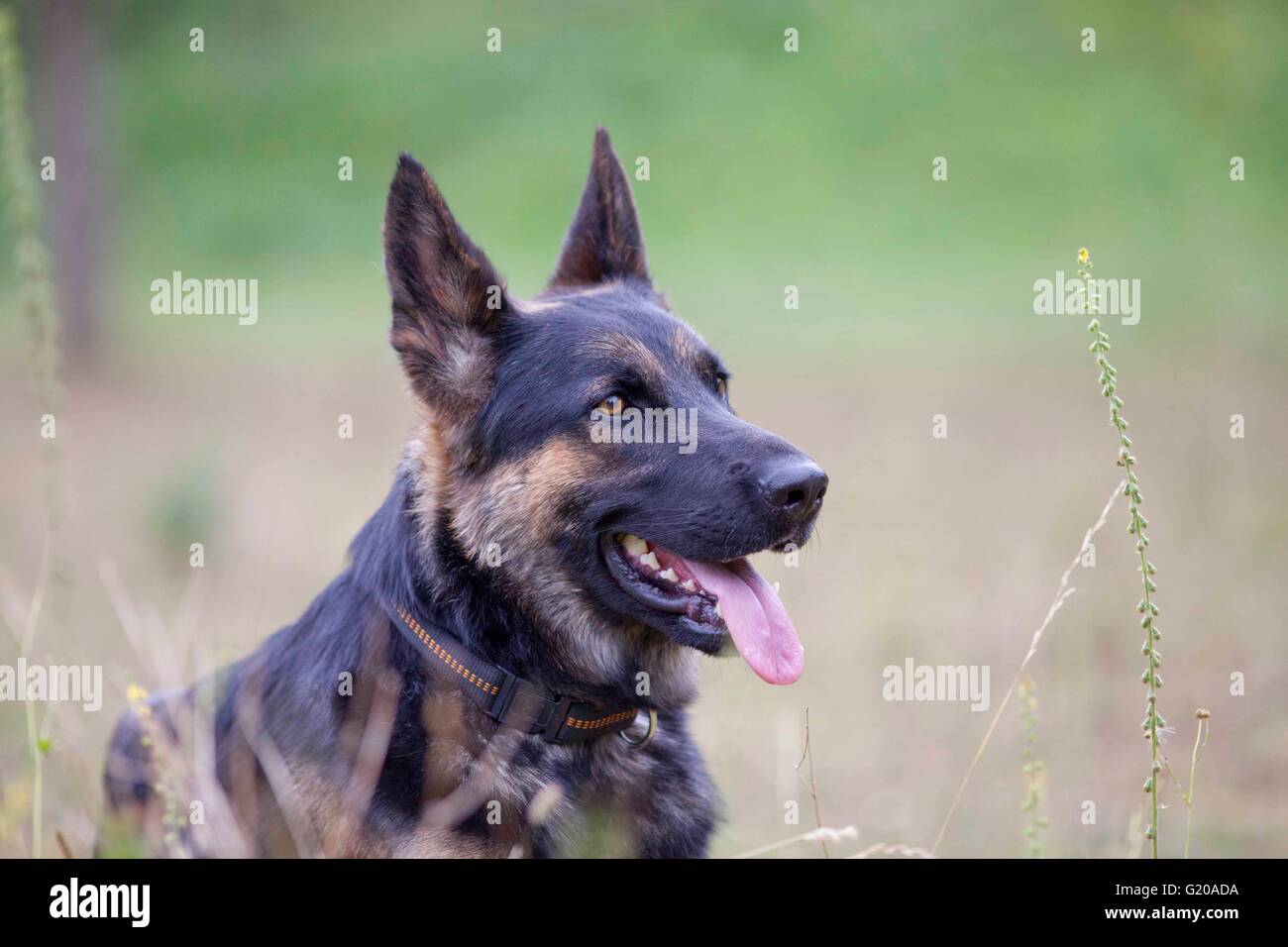 German shepard cane ritratto naturale con sfondo colorato Foto Stock