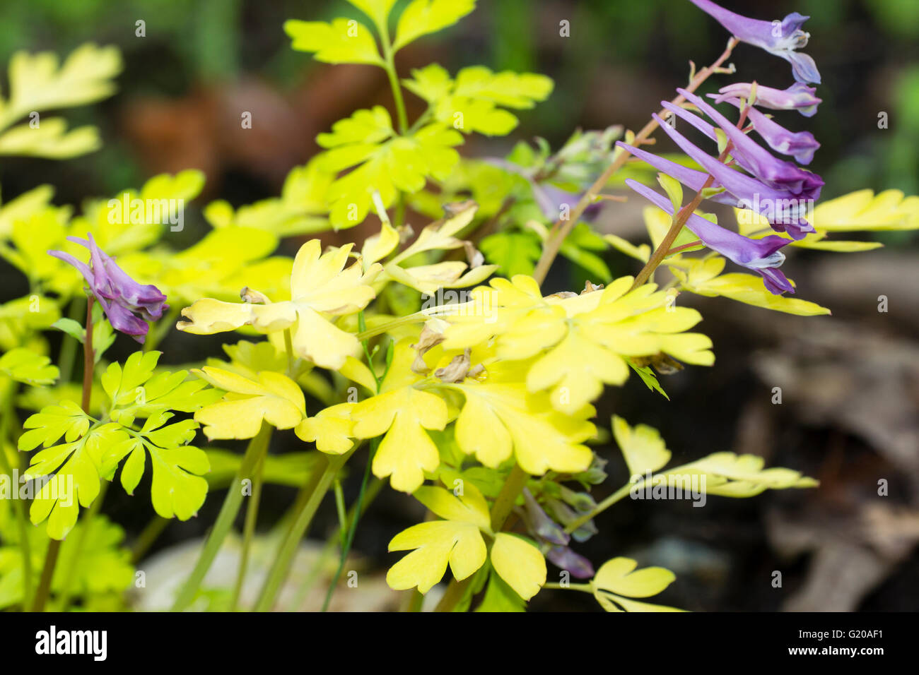 Fiori lilla contrasto con la chioma dorata del bosco perenne, Corydalis 'Berry emozionante' Foto Stock