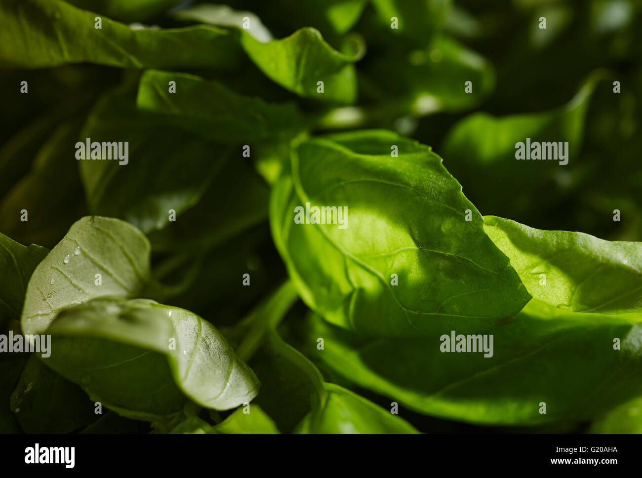 Di foglie di basilico fresco Foto Stock
