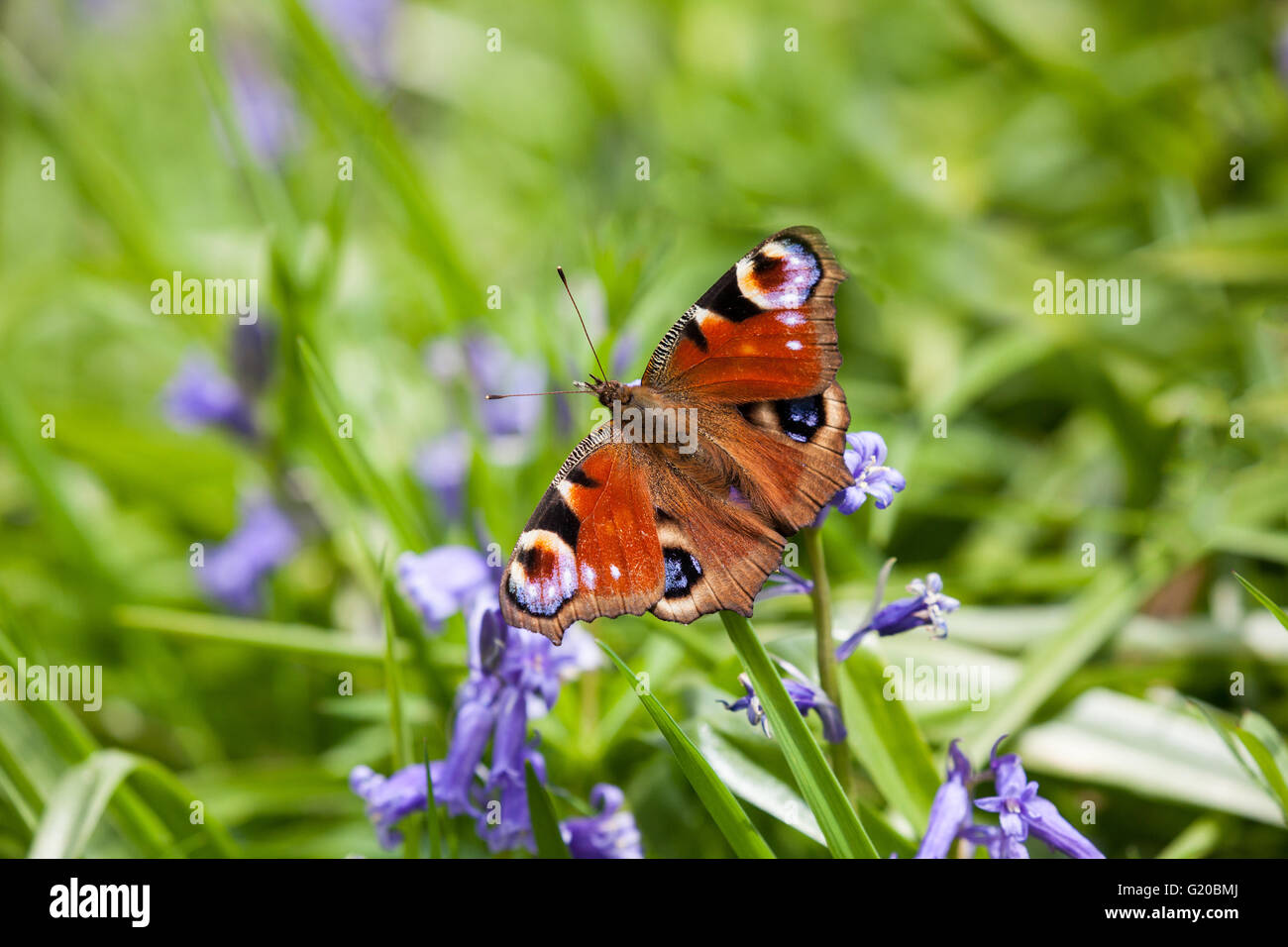 Peacock farfalla Aglais io crogiolarsi su bluebells al sole Nella primavera inglese dopo aver trascorso l'inverno in ibernazione Foto Stock