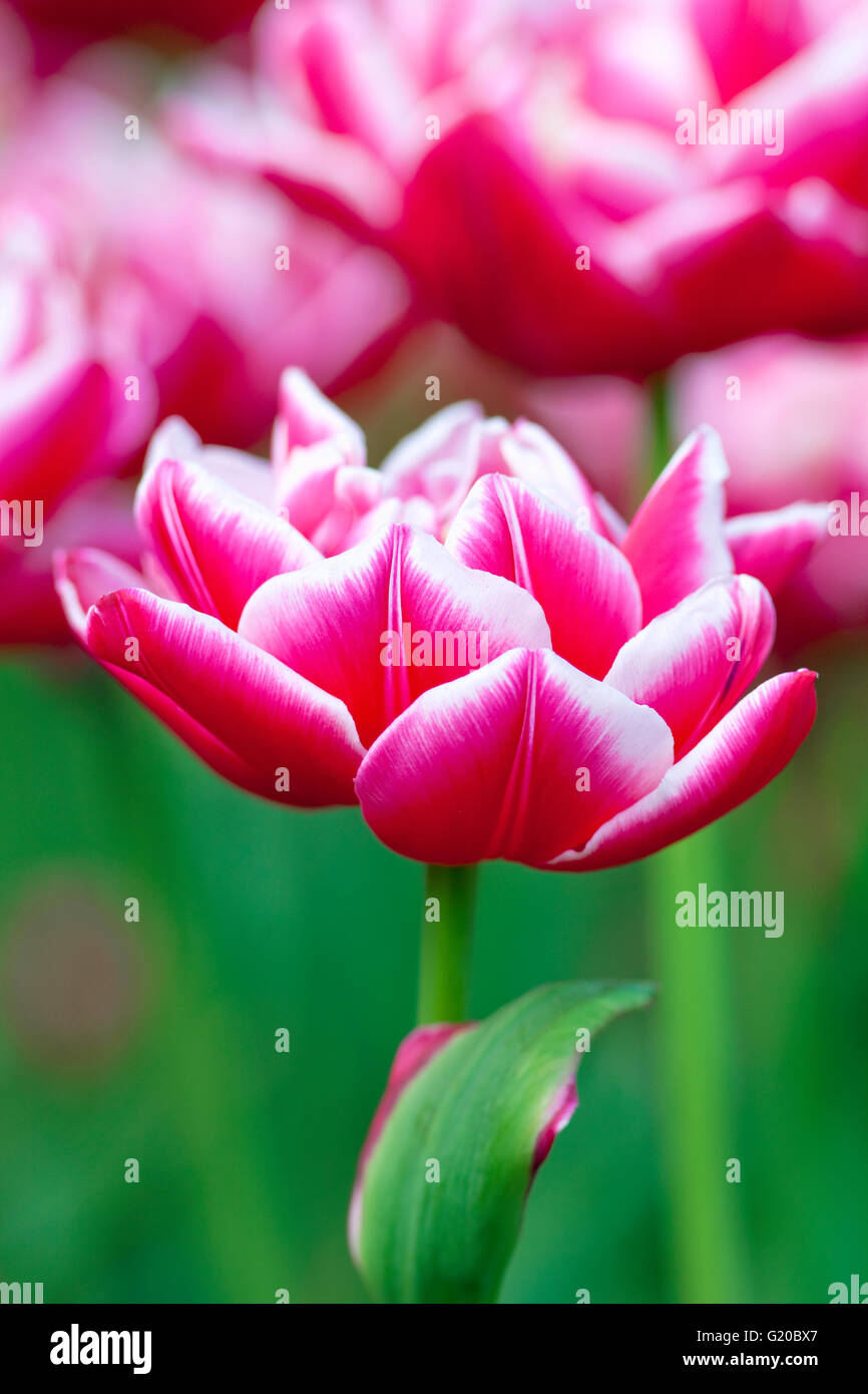 Vista dettagliata del Tulip fiore in fiore in primavera Foto Stock