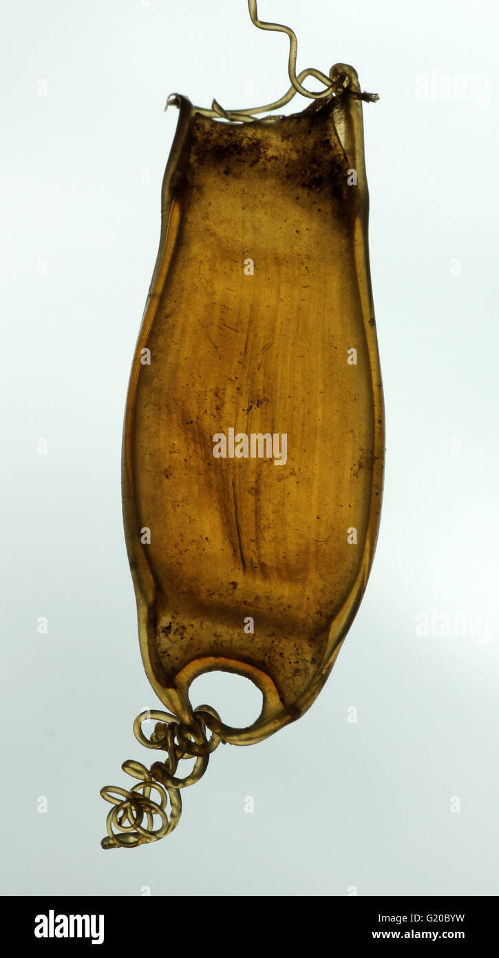 Shark eggcase di Smallspotted Gattucci o minore gattuccio Foto Stock