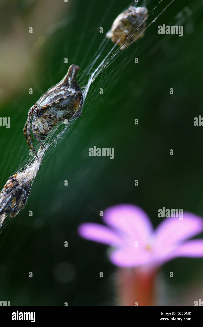 Piccolo ragno sul suo web alimentazione su una piccola mosca Foto Stock