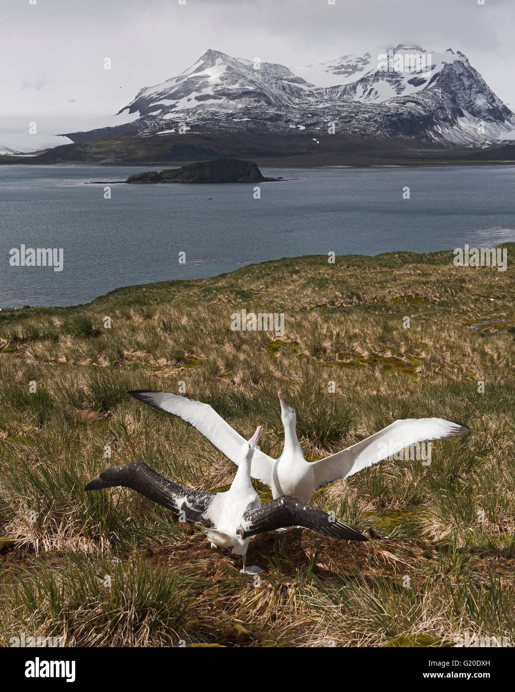 Albatro errante diomeda exulans coppia n corteggiamento albatross isola nella baia delle Isole della Georgia del Sud Foto Stock