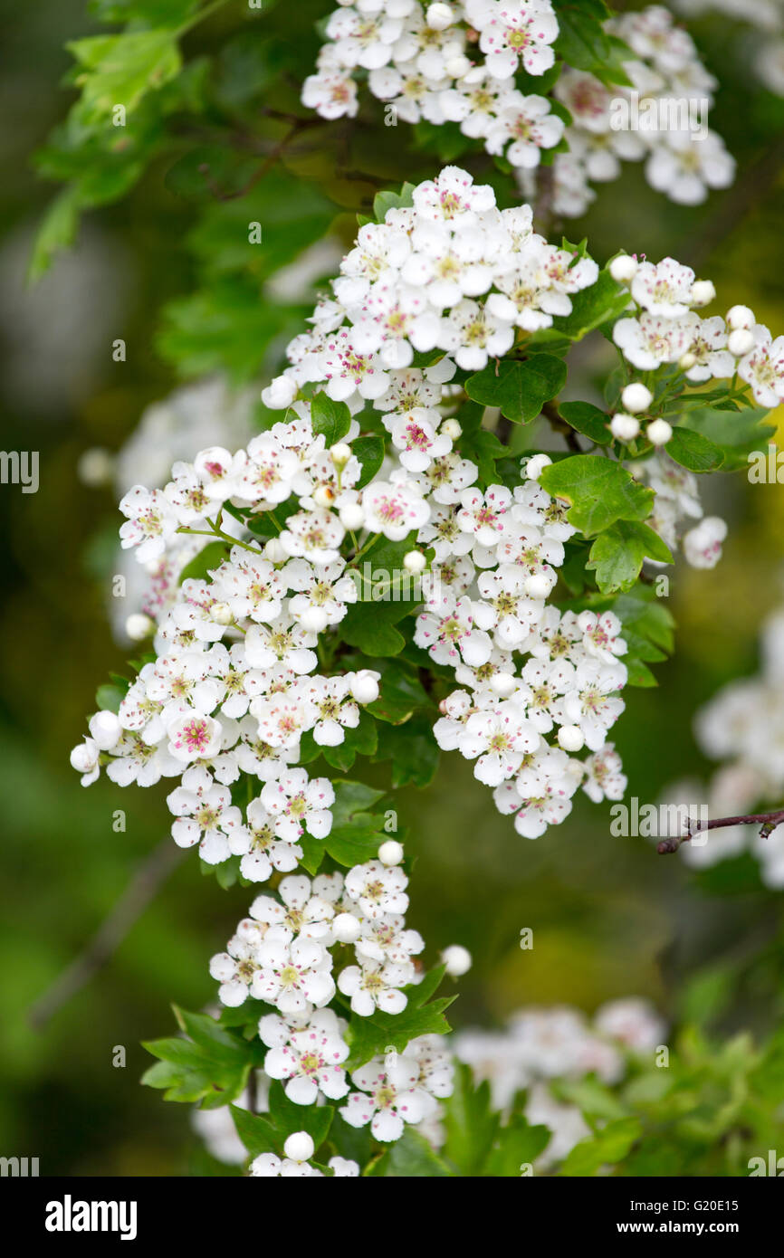 Biancospino fiore. Inghilterra, Regno Unito Foto Stock