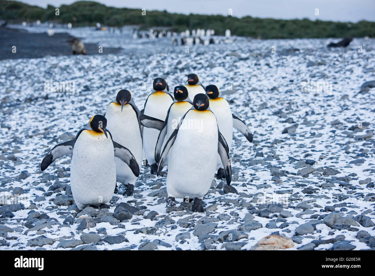 King Penguins Aptenodytes patagonicus Holmestrand Georgia del Sud Foto Stock