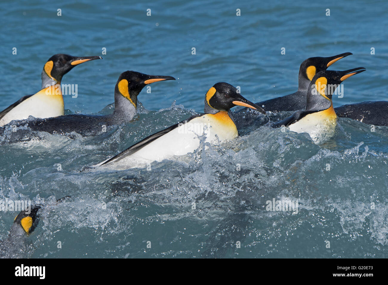 King Penguins Aptenodytes patagonicus balneazione in navigare off St Andrews Bay Georgia del Sud Foto Stock