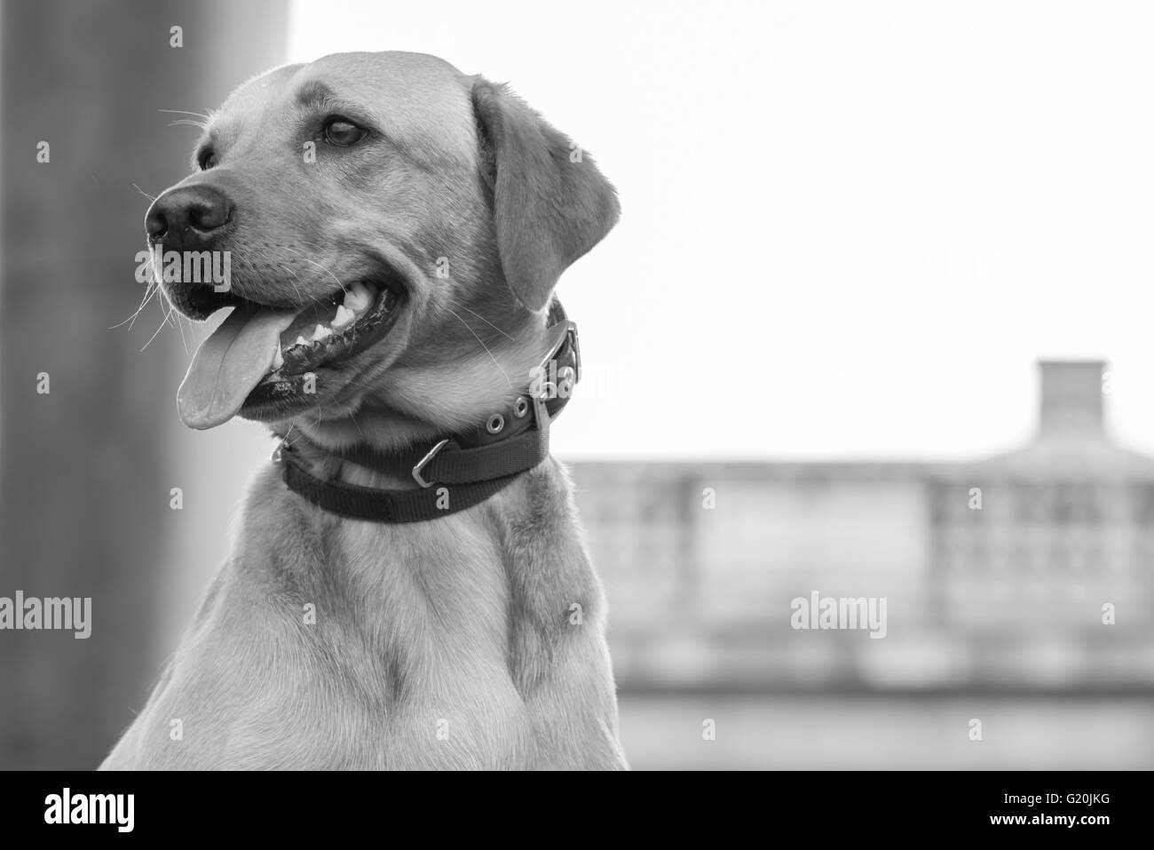 Ritratto del cane Foto Stock