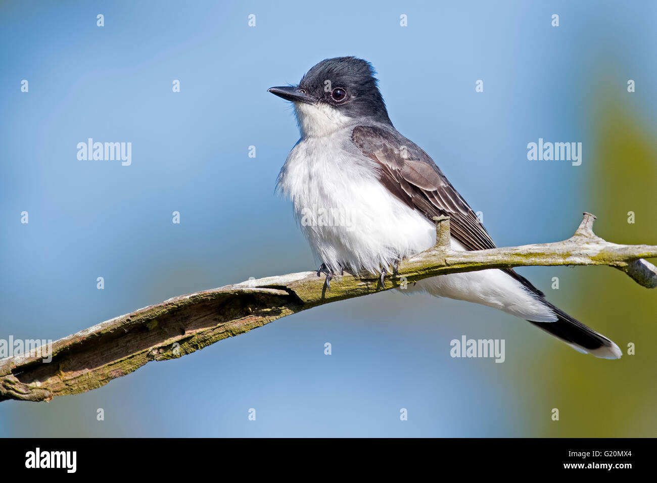 Kingbird orientale Foto Stock