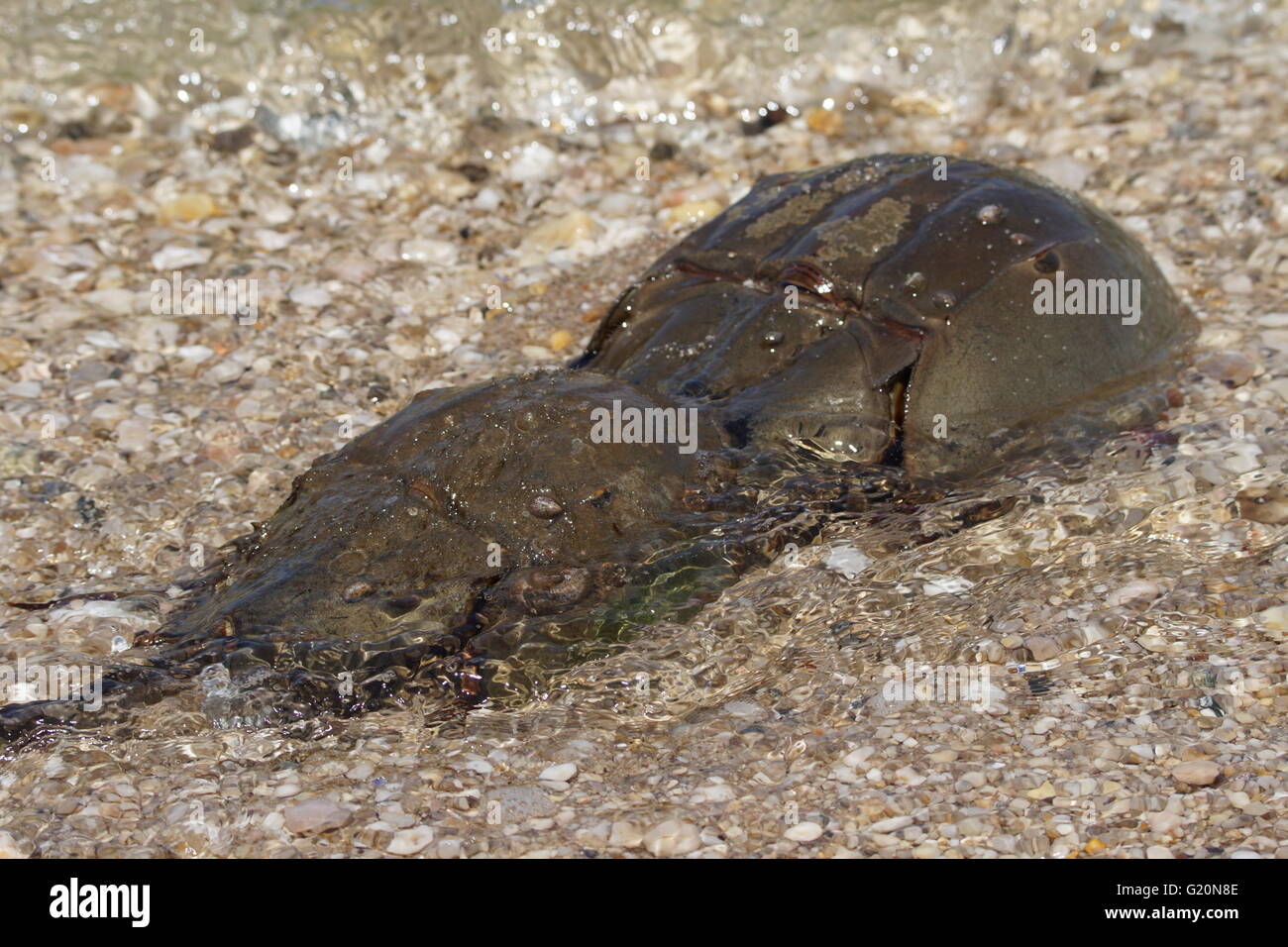 Accoppiamento del granchio a ferro di cavallo (Limulus Polyphemus). Foto Stock