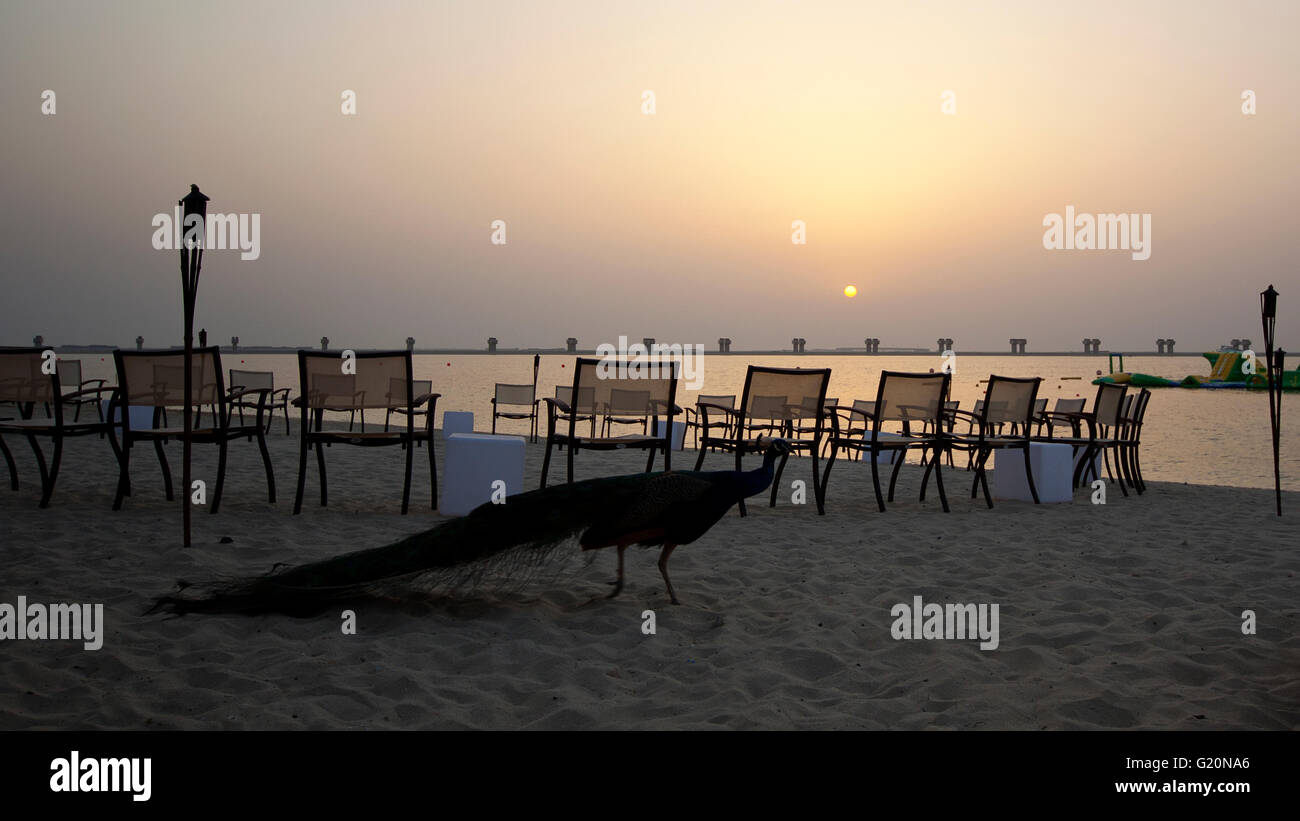 Cerchio di sedie sulla spiaggia con fuochi accesi e. oceano mare sullo sfondo al tramonto Foto Stock
