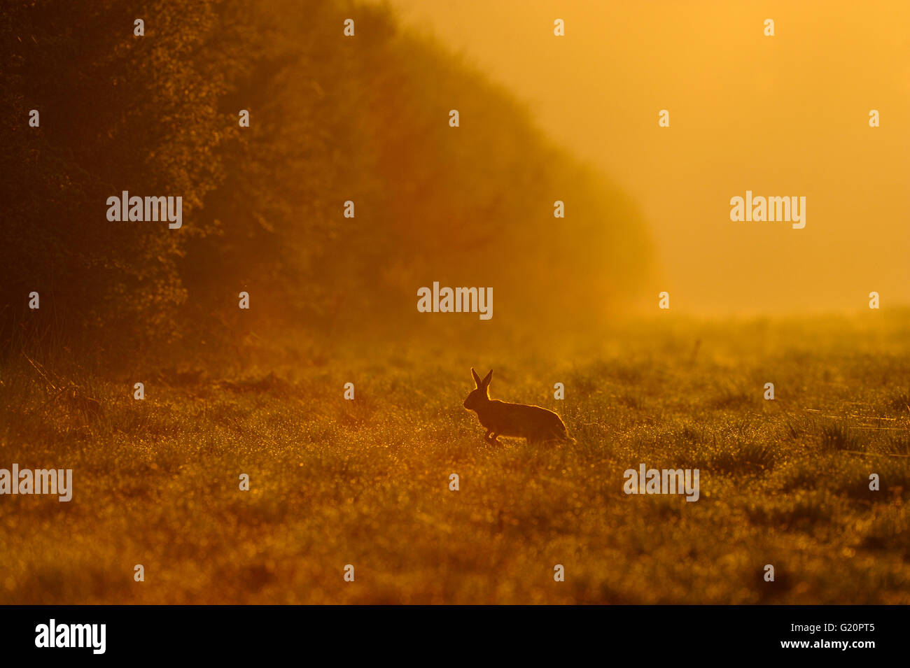 Brown lepre Lepus europaeus in esecuzione attraverso il coperchio di gioco sul bordo del grande campo di seminativi Norfolk all'alba Foto Stock