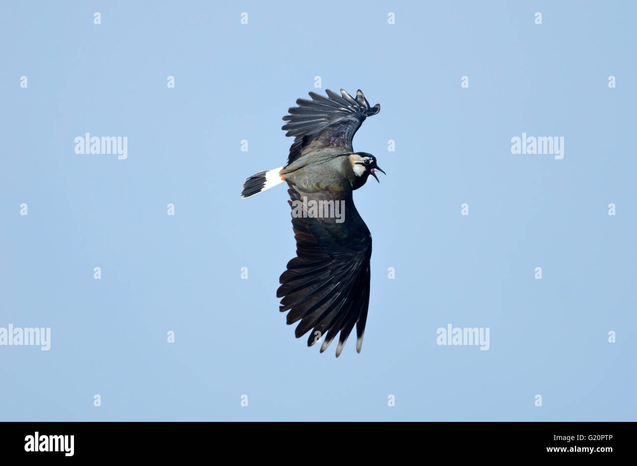 Pavoncella Vanellus vanellus sky dancing (display territoriale) Rutland acqua primavera Foto Stock