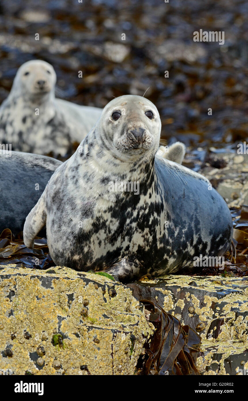 Guarnizione grigia Halichoerus grypus farne Islands Northumberland Luglio Foto Stock