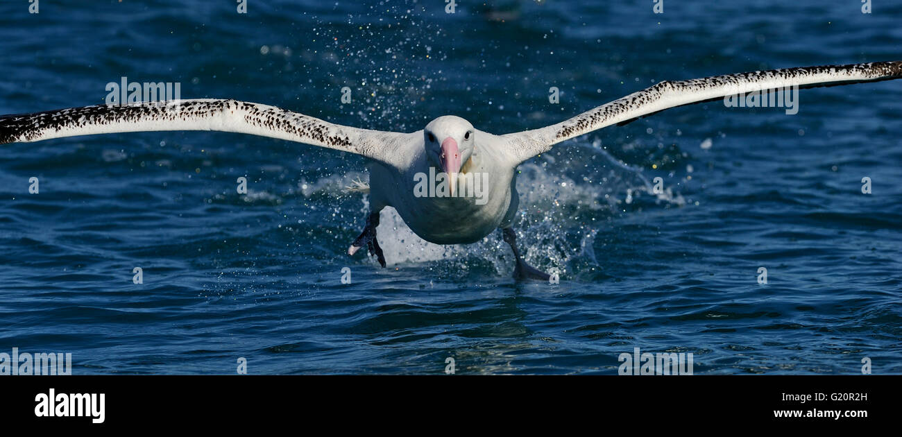 Girovagando (Gibson's) Albatross Diomedea antipodensis gibsoni decollare Kaikoura Isola del Sud della Nuova Zelanda Foto Stock