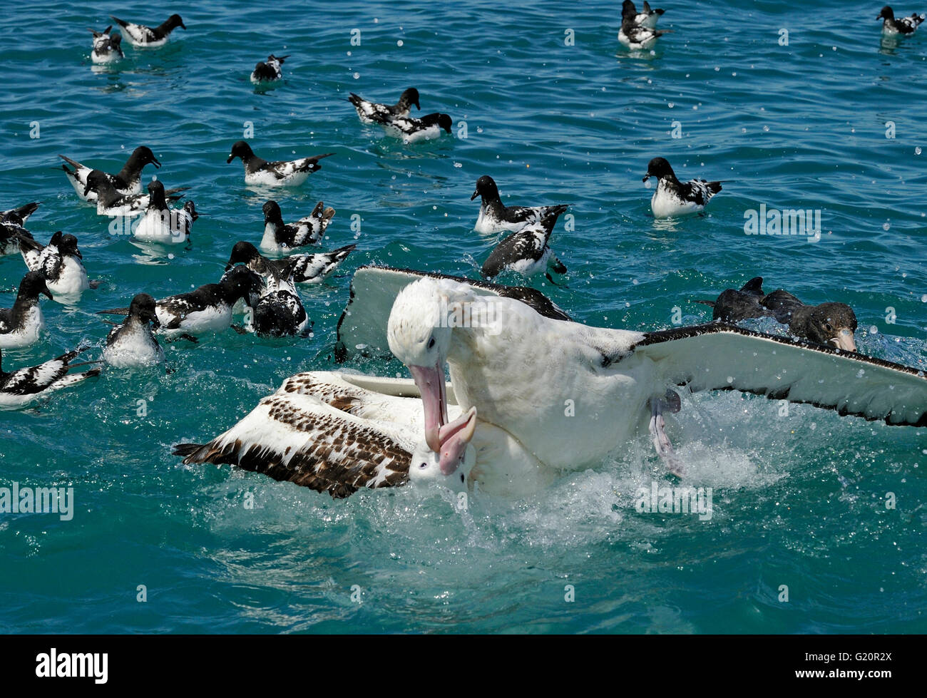 Girovagando (Gibson's) Albatross Diomedea antipodensis gibsoni combattimenti su alimenti off Kaikoura Isola del Sud della Nuova Zelanda Foto Stock